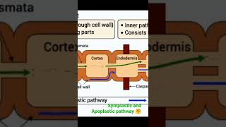 Symplastic and Apoplastic pathway 🤗l Part 2🏝️  viral botanysolution4054 [upl. by Farris867]