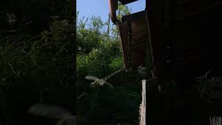 Large Dragonfly Chases Japanese Honeybees and Targets Praying Mantis [upl. by Adnoryt]