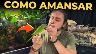 🔴COMO AMANSAR SUA AVE  BICHOS DO LINCOLN [upl. by Main]