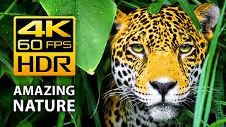 Amazing Colors of Nature in 4K HDR 60fps  Tropical Animals and Relaxing Music [upl. by Stephie]