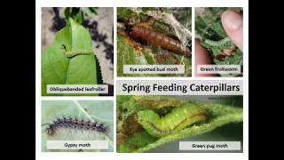 Apple IPM Workshop Part 4 Direct Insect Pests Early Season [upl. by Yann]