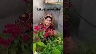 Tulsi Mata Ji ka bhajan [upl. by Janetta755]