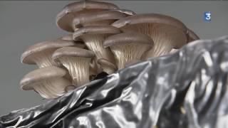 Les pleurotes des champignons cultivés dans le Tarn [upl. by Nirrad]