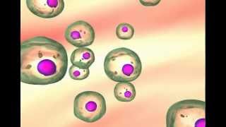 Carcinogenesis The transformation of normal cells to cancer cells [upl. by Nic513]