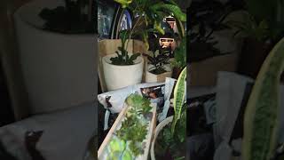 floricultura plantas floreiras viralvideo plants suculentas viralshort [upl. by Carpenter]