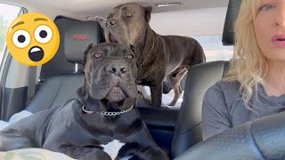 CANE CORSO Puppy Weighs HOW MUCH Protection Instincts on Road Trip to Vet in Houston [upl. by Anemolif719]