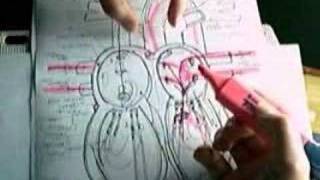 TCE MED 2013 Basic Gross anatomy of the human heart [upl. by Way]