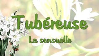 Tubéreuse  la sensuelle [upl. by Eahc]