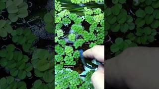 Fish Eggs🥚🐣Wonderful Macropodus 🐠 fishegg fishbreeding bestmoments tropicalfish fishtank [upl. by Raffo]