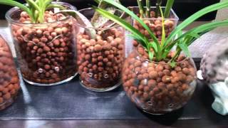 Monitoring Orchid Temperature SemiHydroponics [upl. by Zoi]