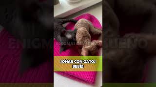 SOÑAR con GATOS BEBÉS ¿Qué Significa ✨ INTERPRETACIÓN de los SUEÑOS ✨ [upl. by Nidnarb]