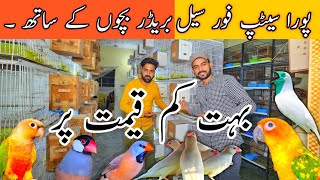 New update Java Breedar Pair  Golden Finch  Bohat Kam Rate lahorientertainmentchannel [upl. by Munafo]