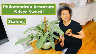 Philodendron hastatum Silver Sword Staking [upl. by Accebber]