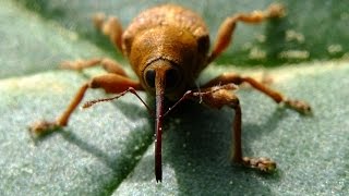 Curculio venosus  Rüsselkäfer  Weevil [upl. by Leopoldeen]