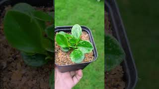 I Tested The Easiest Way To Propagate Leaves [upl. by Caniff]