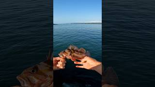 Rock fishing off a North Coast Jetty shorts fishing fish [upl. by Gadmon]