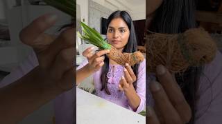 Let’s make Parrot for festival decor DIY festivaldecor toranam parrotvideo diwalidecor shorts [upl. by Tomkiel]