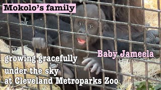 Mokolo’s family A Baby gorillaJameela adopted by Fredrika from Fort Worth Zoo [upl. by Eahsram62]