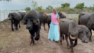 50 top Jafrabadi buffalo ka farm Gujarat [upl. by Kliber960]