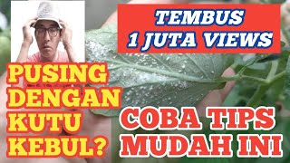 Cara Mengatasi Hama Kutu Kebul dengan Satu Bahan Sederhana  How to Get Rid Of White Silverflies [upl. by Elkin]