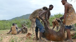 Hadzabe huntergatherer hunted the Bush Pig  Episode 4 [upl. by Junius]