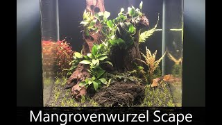 Mangrovenwurzel Aquarium  Einrichtungsvideo [upl. by Sholes]