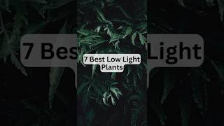 7 Best Low Light Plants shorts lowlightplants gardening [upl. by Aniroz390]