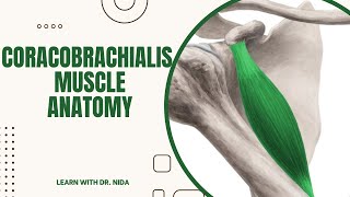 Coracobrachialis Muscle Anatomy Origin Insertion Nerve Supply amp Action [upl. by Piderit]