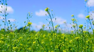 Investigating Camelina as a Sustainable Crop of the Future [upl. by Fulbright]