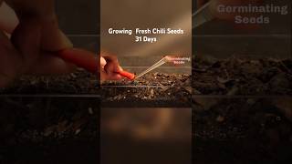 Growing Fresh Chili Seeds  31 Days Time Lapse Shorts [upl. by Moguel]