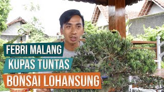 Kupas Tuntas Bonsai Lohansung Podocarpus macrophyllus Bersama Mas Febri Malang [upl. by Ithsav]