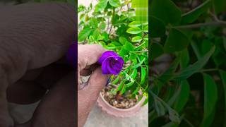 🦋🦋Butterfly pea wine seeds🪴🪴 kitchengardening1 viralvideos trail gardeningplants ytshorts🌷🌷 [upl. by Thera]