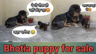 Bhotia puppy for sale  top quality bhotia dog  9897461019 bhotia dog [upl. by Dougherty575]