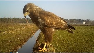 Buizerd met mol [upl. by Galateah154]