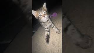 Cat brutally attacks camera 🙀🙀🙀 cat cats [upl. by Logan]