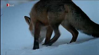 Fuchs jagd Schneemaus in den Alpen [upl. by Rodama]