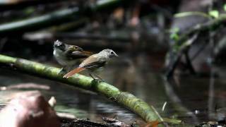 Moustached Babbler [upl. by Hathaway]