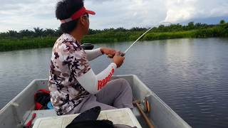 Rapala snow 410lb in action with a 64kg giant snakehead [upl. by Anatol]