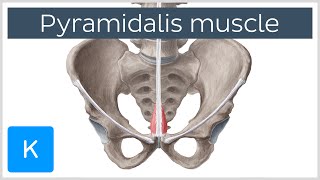 Pyramidalis Muscle Overview and Function Human Anatomy  Kenhub [upl. by Enirahtac985]