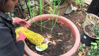 Planting Japanese “ Upright Pencil Holly” Colorful Cabbages Pansies Bulbs Perennial Mums… [upl. by Porta]