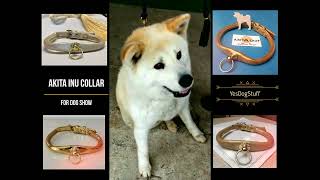 Japaese Akita Inu gold Collars for dog exhibition [upl. by Aubrie229]