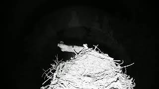 Live osprey nest camera at Loch of the Lowes Wildlife Reserve [upl. by Eveline]