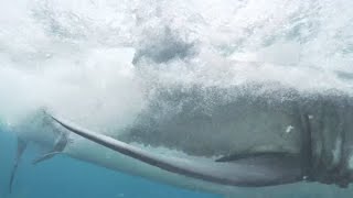 14 Ft Great White Shark Consumes Surfer  Jevan Wright [upl. by Anastasie]