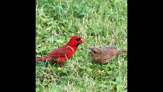 Juvenile Northern Cardinal Waiting For Food  Baby Cardinal Sounds  shorts [upl. by Landre753]