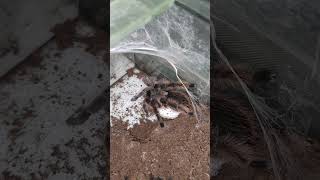 Tliltocatl albopilosus Самка с коконом Паук с коконом птицеед tarantula spider [upl. by Shandeigh258]