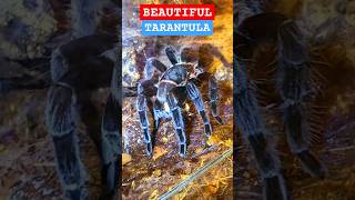 🕸💯💛💯🕸MEXICAN RED RUMP TARANTULA🕸💯💛💯🕸 tarantula mexican nature wildlife [upl. by Anirroc400]