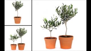 How to Care for an Olive Topiary Indoor amp Outdoor [upl. by Golding270]