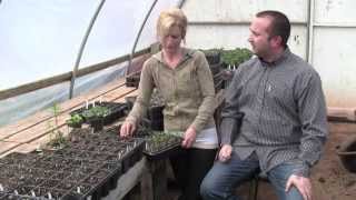 Preventing Legginess In Tomato Transplants  Guide [upl. by Carlynne]