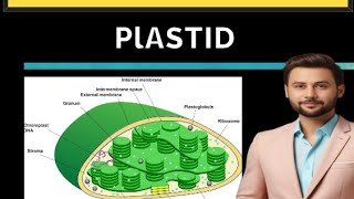 Plastid  what is plastid  Biology class 9 stbb [upl. by Nibas]