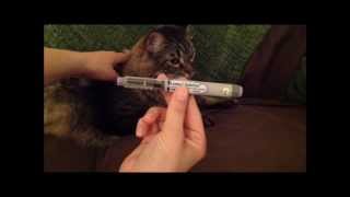 Lantis Pen For Diabetic Pets [upl. by Soisatsana39]